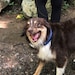 PetnoyaPetPortrait
