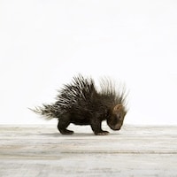 PorcupineSewsThreads