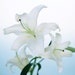 Mary Robinson avatar