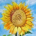 piacheva avatar