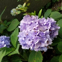ElizabethsLegacy