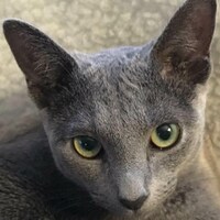 UrbanGazelle