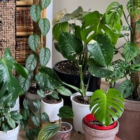 PlantHavenAUS