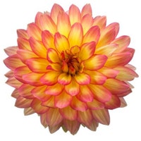 BrightandBoldGifts