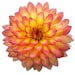 BrightandBoldGifts