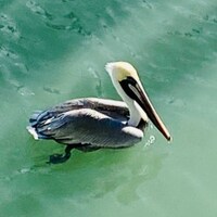 PelicanScents