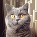 Buyer Avatar