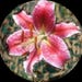Buyer Avatar