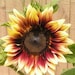Buyer Avatar
