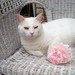 capemayantiquesinc