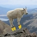 astrogoat