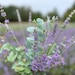 USLavenderEucalyptus