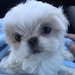 Buyer Avatar