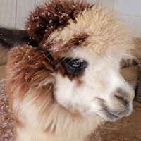 ElkRunAlpaca