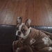 Buyer Avatar