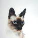 Buyer Avatar