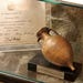 AmphoraMap