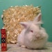 FivebunniesByMoxie