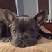 Buyer Avatar