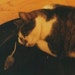 girlcatdesign