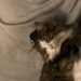 Lu