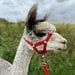 tickhill alpacas