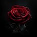 SanguineRoseDesigns