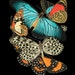 Reviewer Image 5