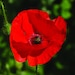 RedPoppyCrafting