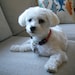 Buyer Avatar