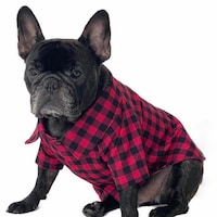 WoofCoutureDog