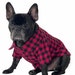 WoofCoutureDog