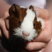 Buyer Avatar