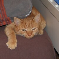 FelinaRojo