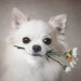 ChihuahuaPrint3D