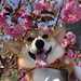 corgipawty