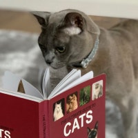 CosmicCatClub