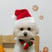 PetsLandStudio