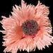 FloralNatureDesigns