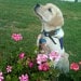 Labradorable Collars