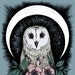 Athene Noctua