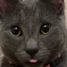 Buyer Avatar
