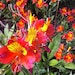 WindcrestBotanicals