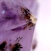 AlbionFireAndIce