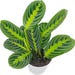Sanseveria or Snake Plant