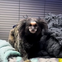 MeekotheMarmoset