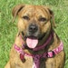 SunnyBeachPetDesigns