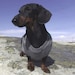 LongDogLane