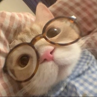 CuteCatMugsStore