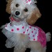 PamperedPoochBoutiqu avatar